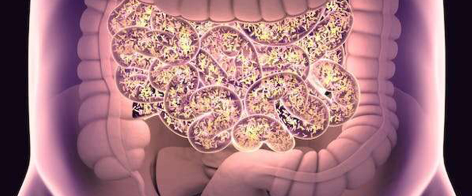 The bacteria in our gut travelled through our mouth first. Credit: Anatomy Image/ Shutterstock 